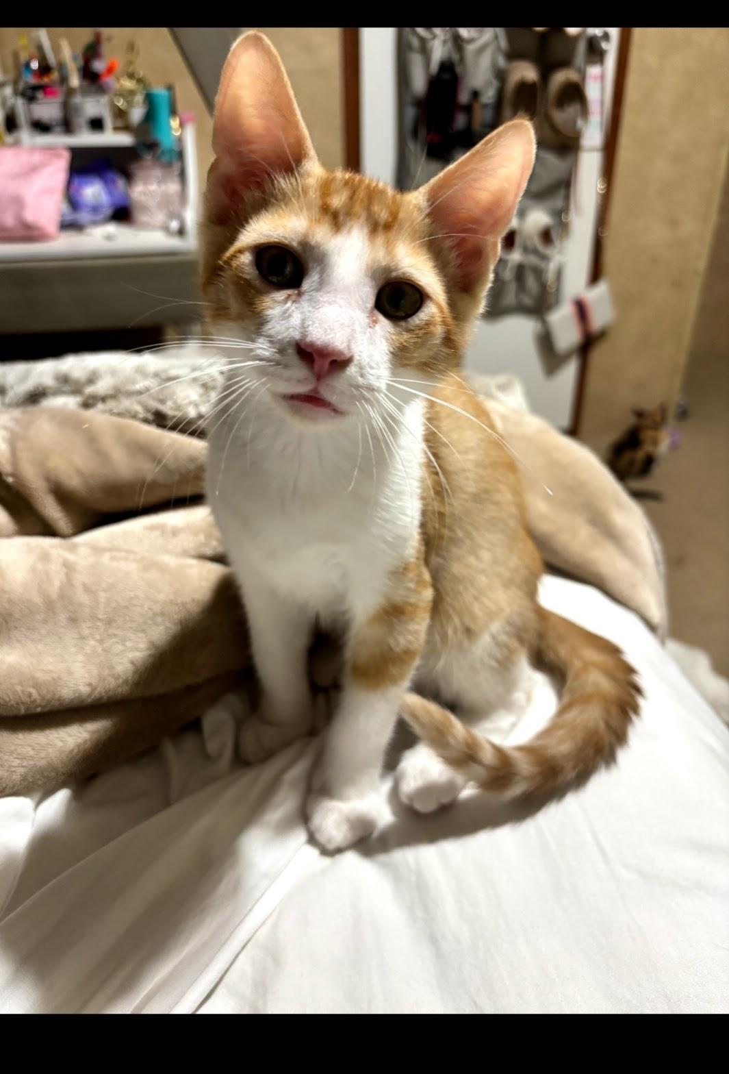 Cheesecake, Adoptable, Kitten Male Tabby.