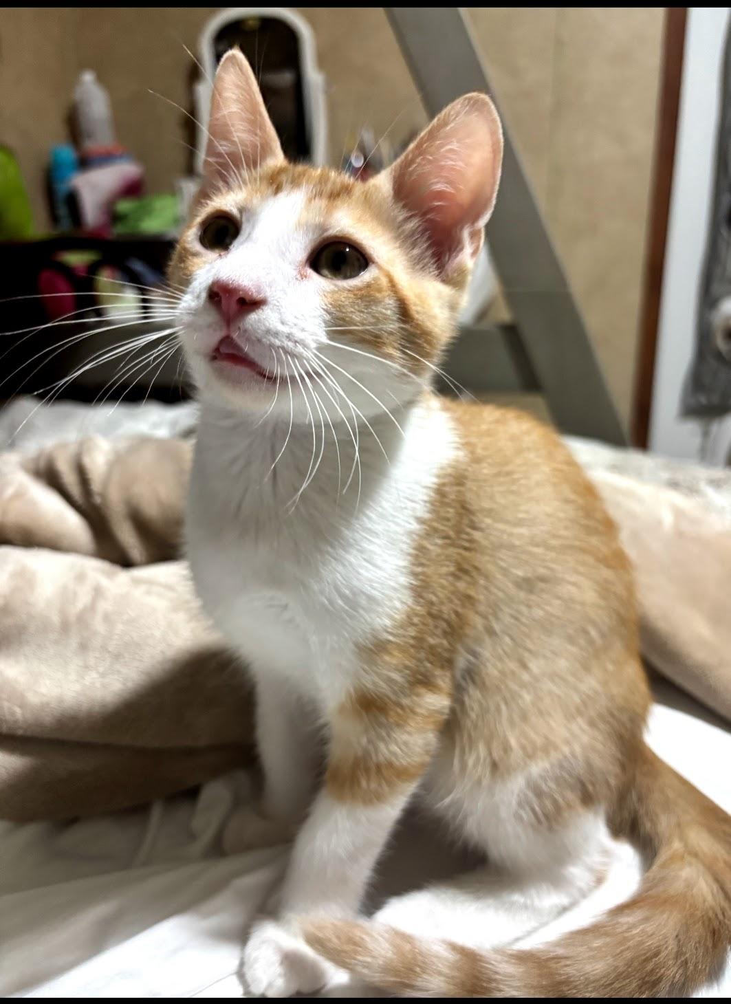 Enlarge Cheesecake, a Adoptable Tabby in East Windsor , CT image 2/3