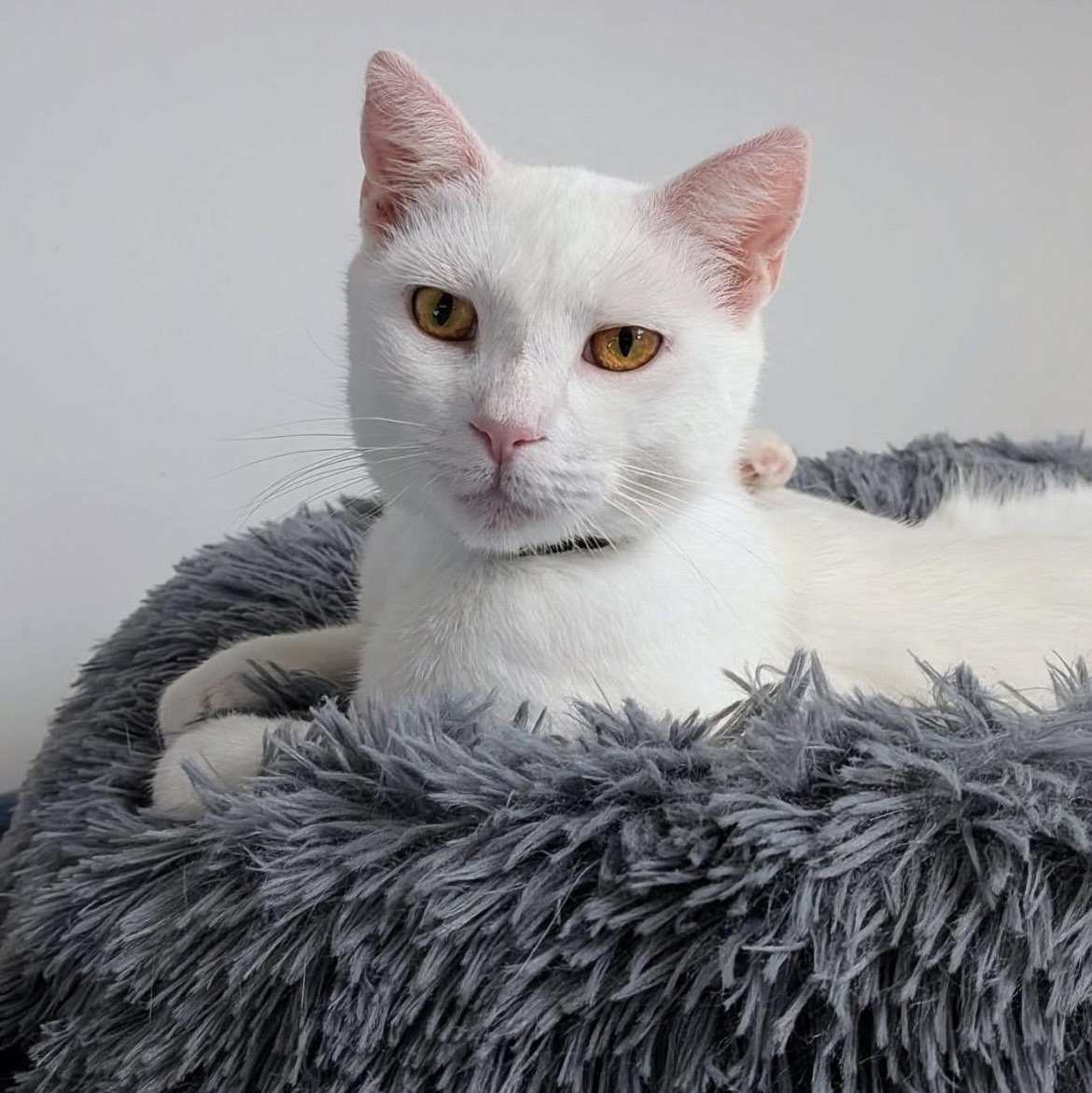 Narcissa, Adoptable, Young Female Domestic Short Hair.