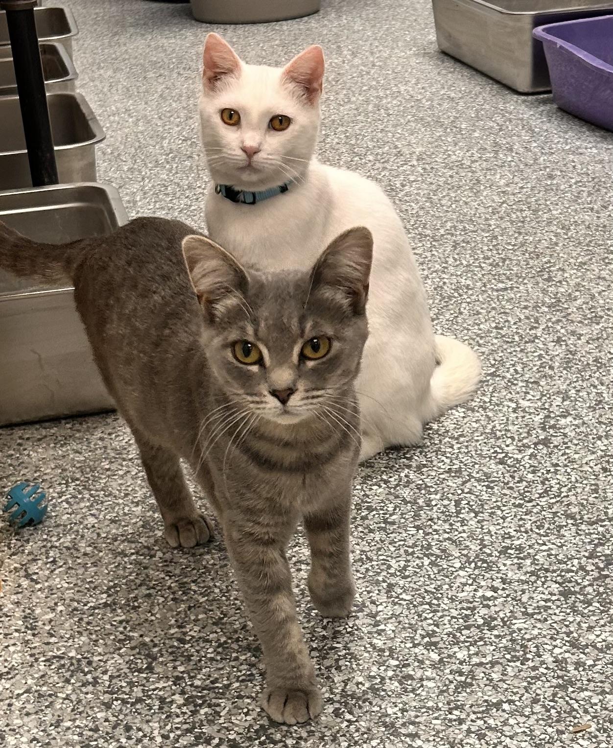 Enlarge Narcissa, a Adoptable Domestic Short Hair in Hudsonville, MI image 3/5