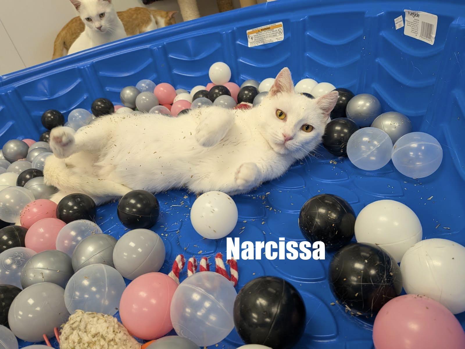 Enlarge Narcissa, a Adoptable Domestic Short Hair in Hudsonville, MI image 2/5