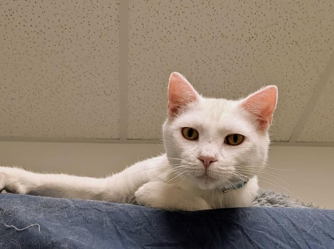Enlarge Narcissa, a Adoptable Domestic Short Hair in Hudsonville, MI image 5/5