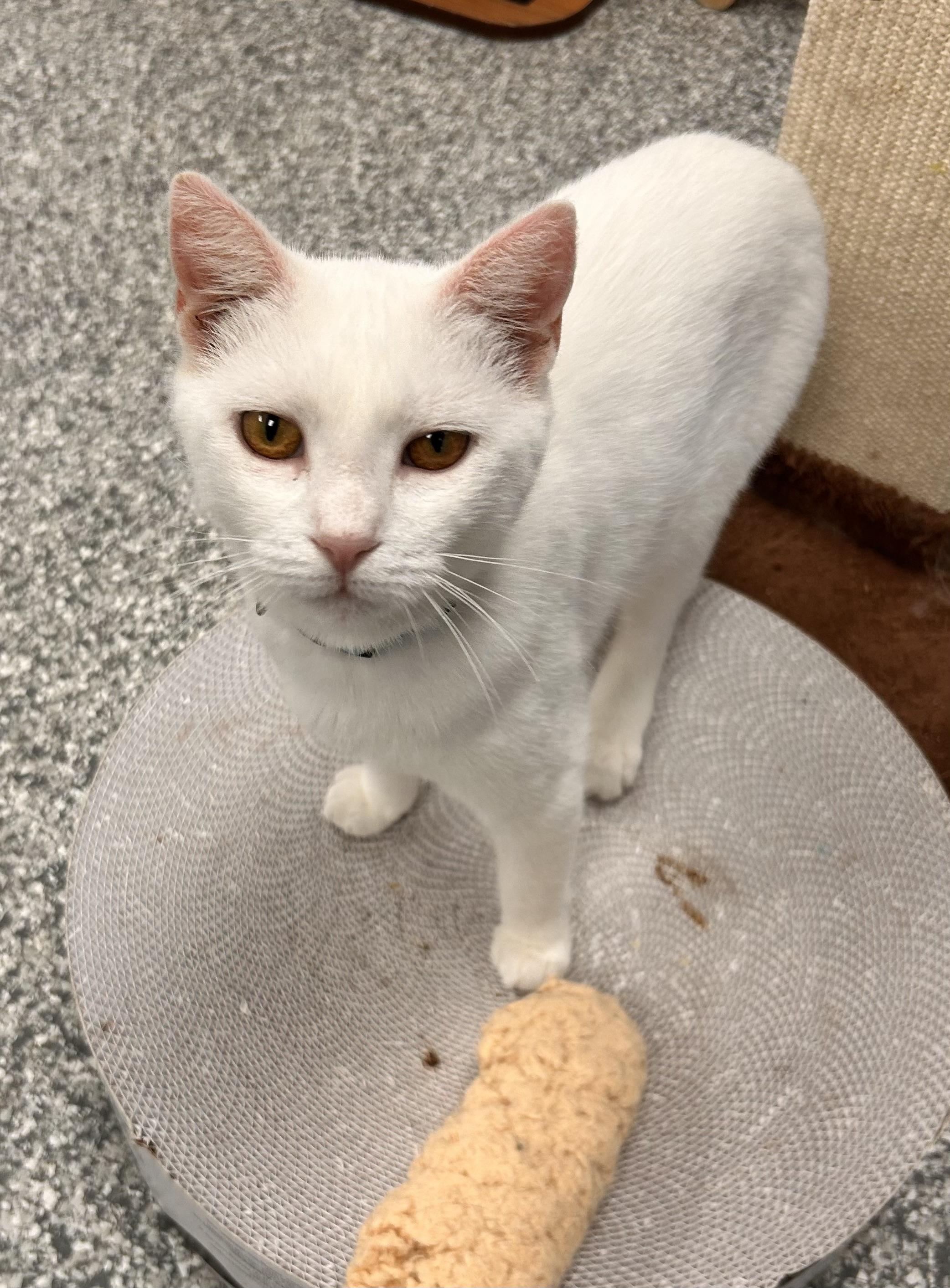 Enlarge Narcissa, a Adoptable Domestic Short Hair in Hudsonville, MI image 4/5