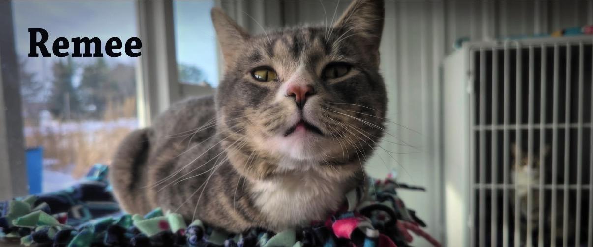 Enlarge Remee, a Adopted Domestic Short Hair in Mauston, WI image 2/2