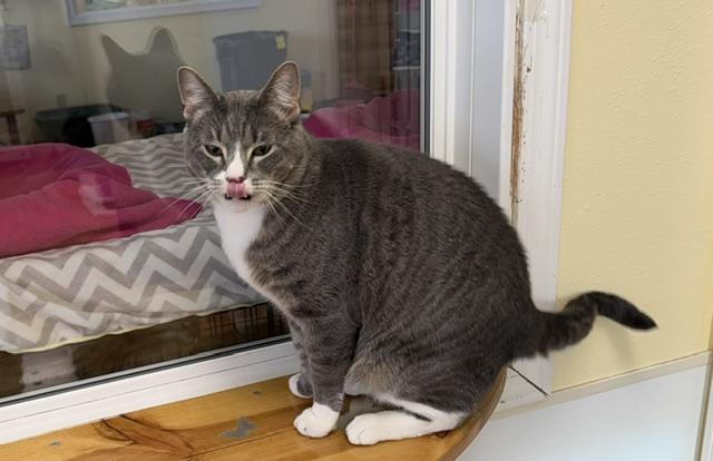 Remee, Adoptable, Adult Male Domestic Short Hair.