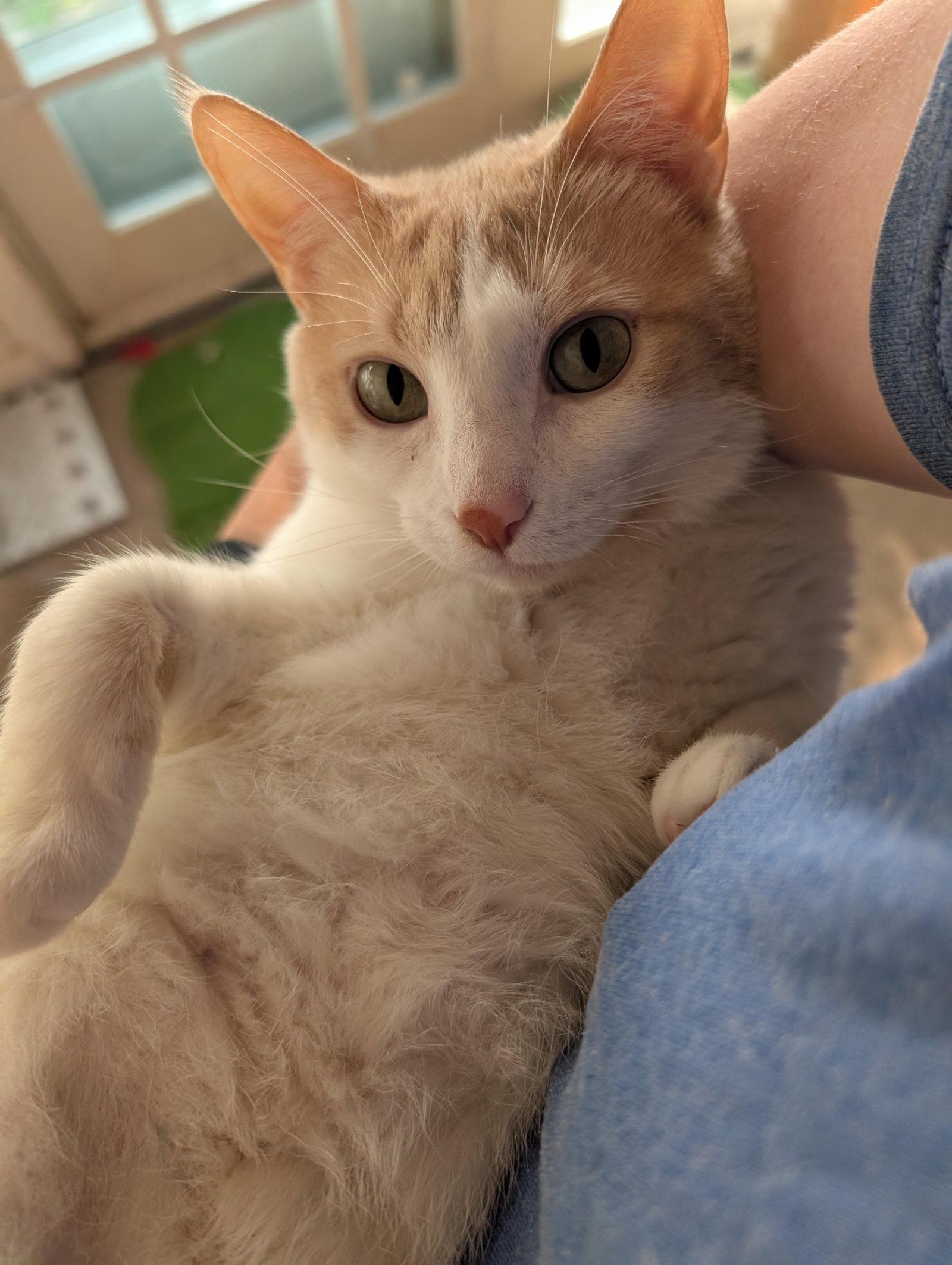 Luisa, Adoptable, Adult Female Domestic Short Hair.