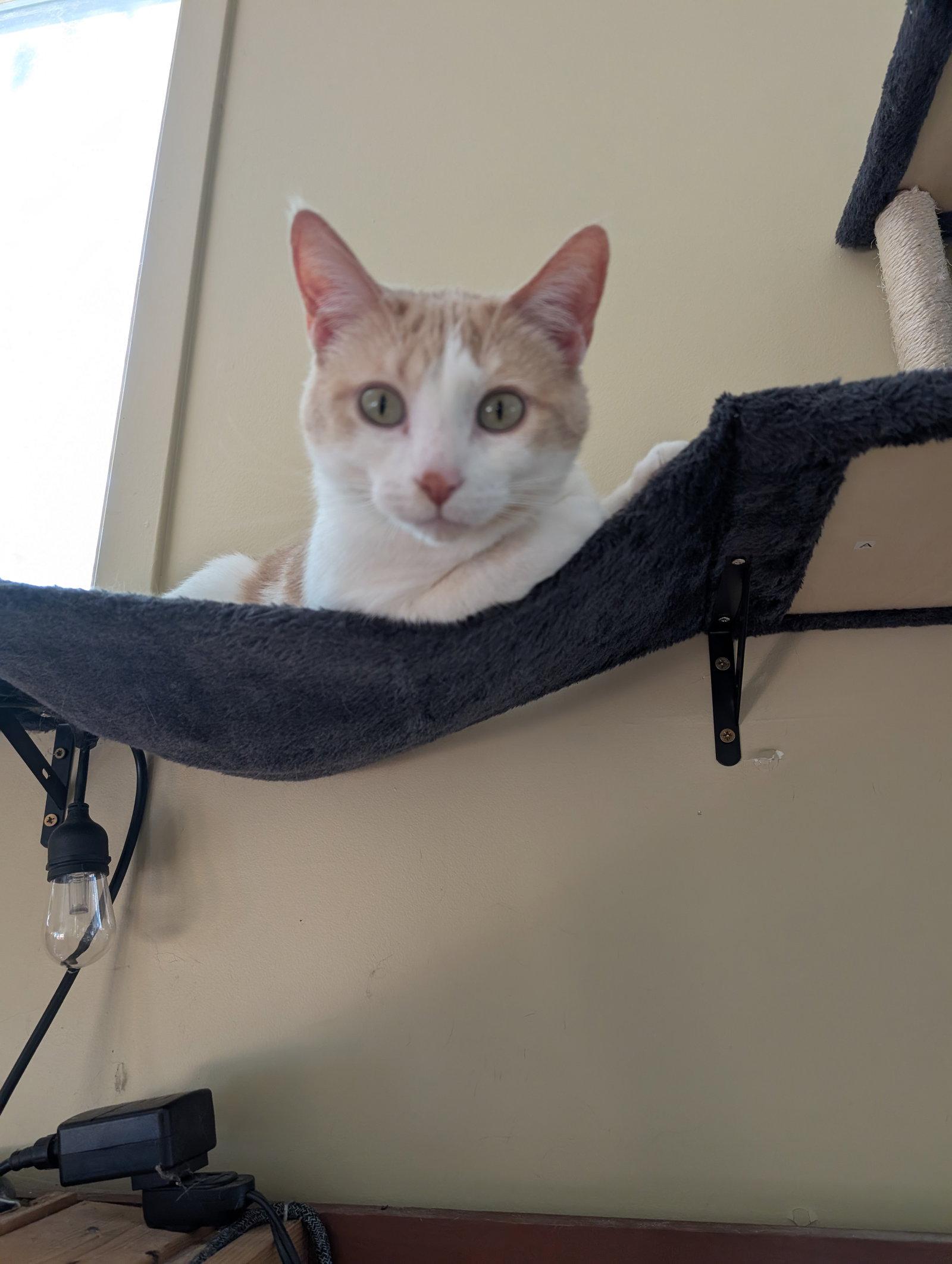 Luisa, a Adoptable Domestic Short Hair in Forest Lake, MN image 2/3