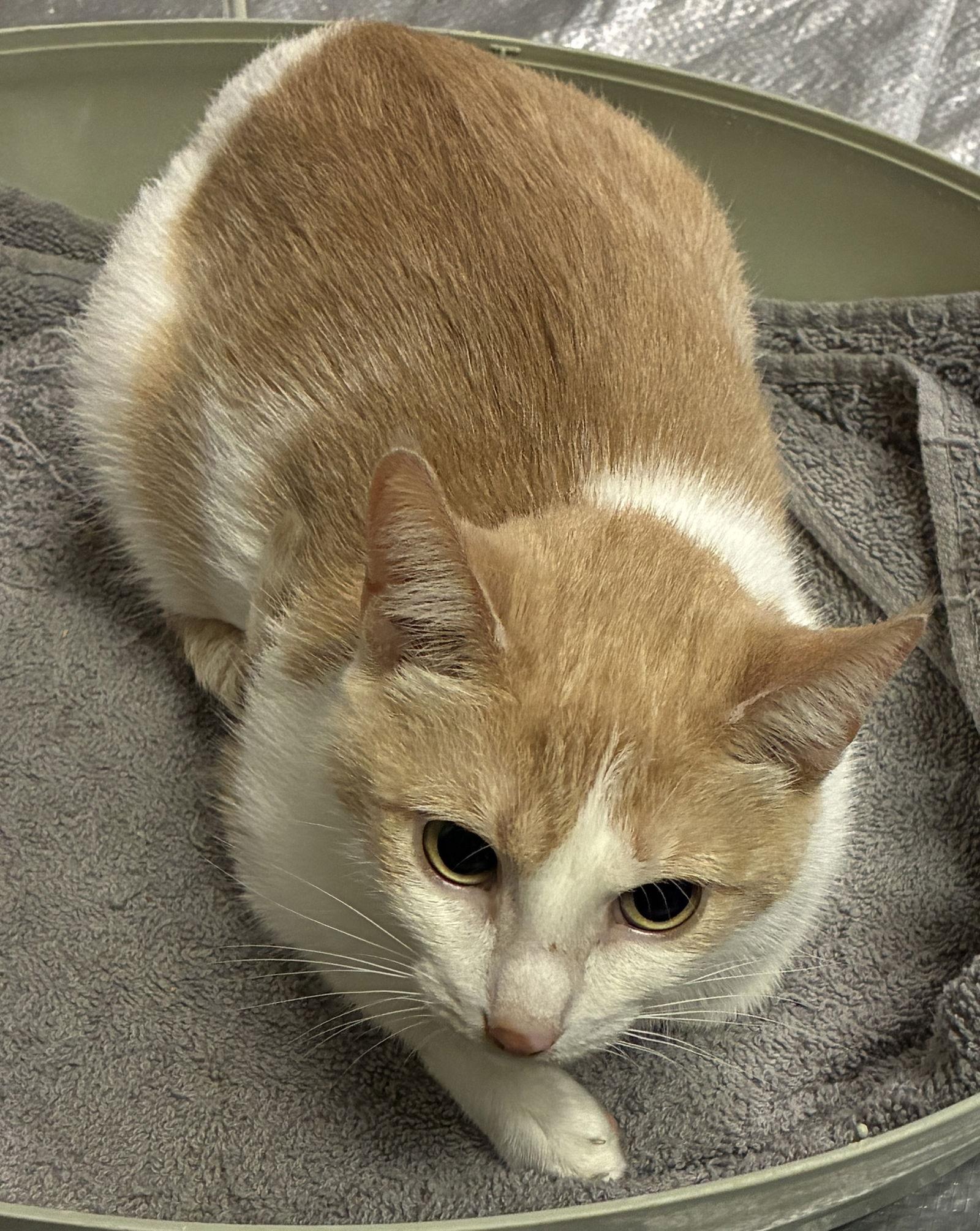 Enlarge Luisa, a Adoptable Domestic Short Hair in Forest Lake, MN image 1/1