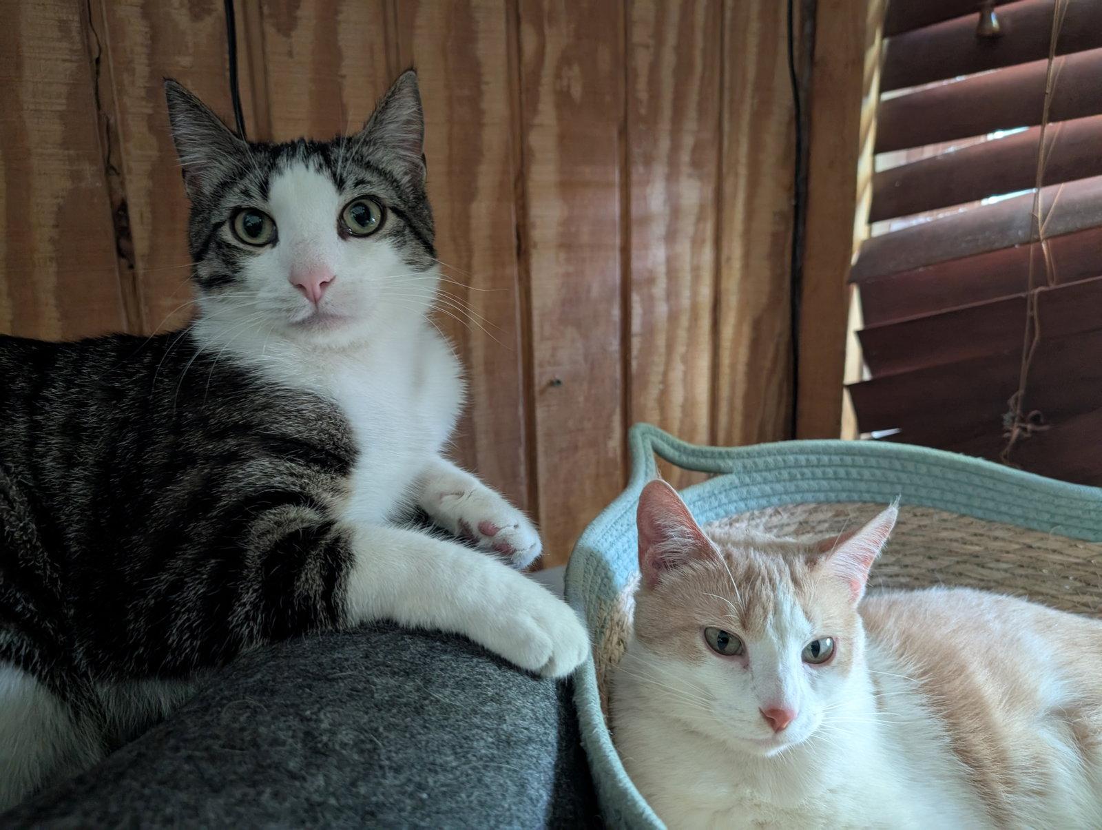 Luisa, a Adoptable Domestic Short Hair in Forest Lake, MN image 3/3