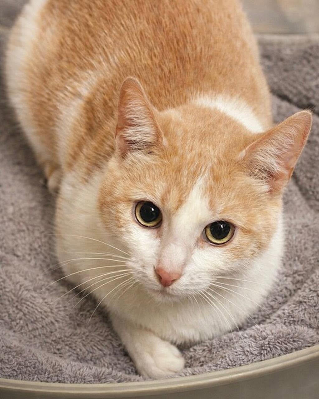 Luisa, a Adoptable Domestic Short Hair in Forest Lake, MN image 3/3