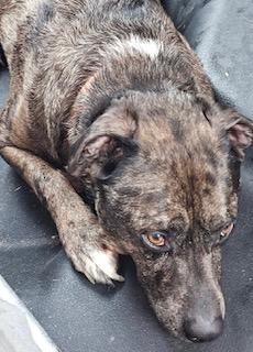 Buster, Adoptable, Adult Male Mixed Breed.
