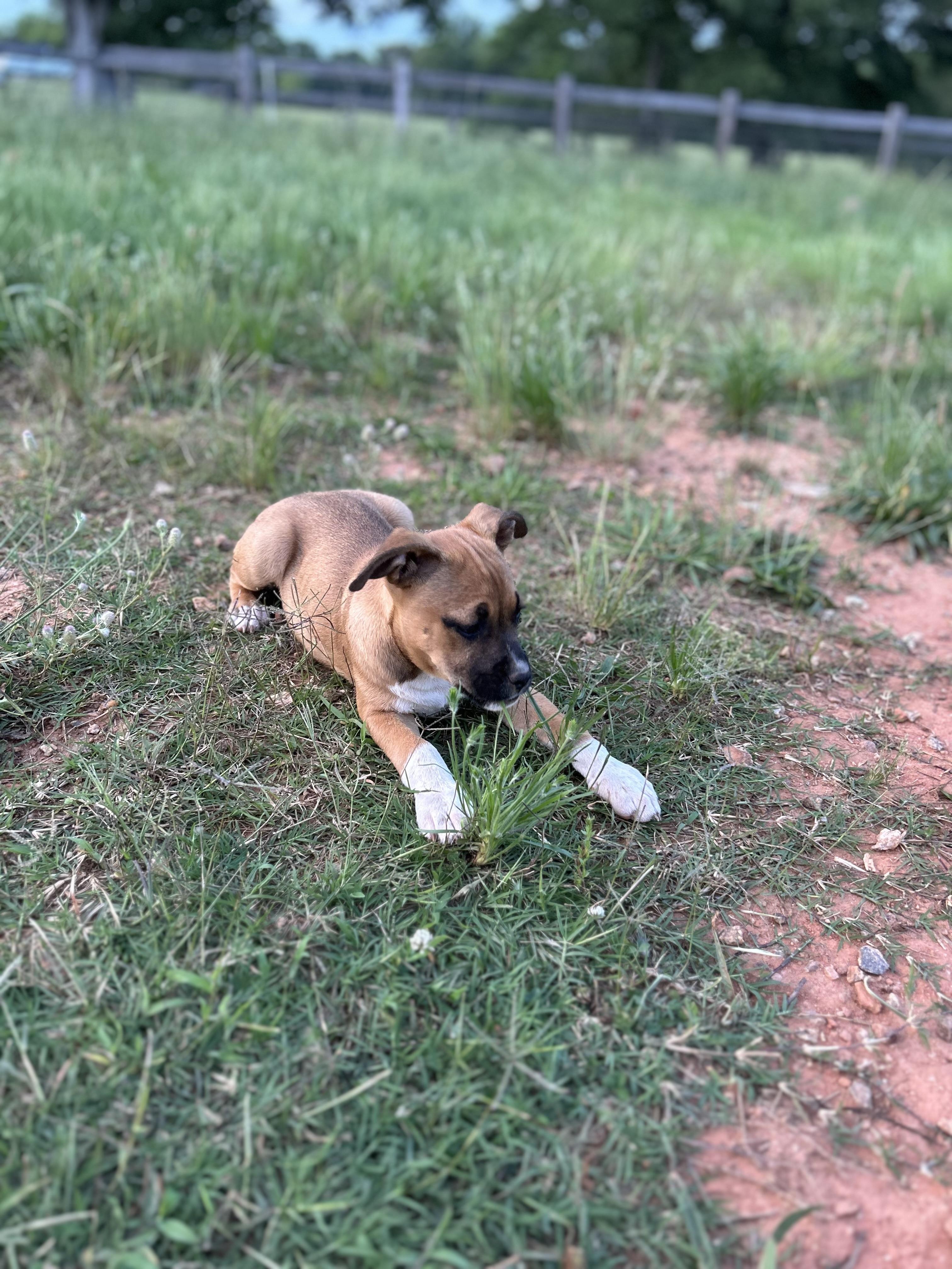 Staffy Female 1 - Feb 2025