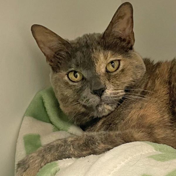 Enlarge Olive, a Adoptable mixed breed in Walnut Creek, CA image 1/5