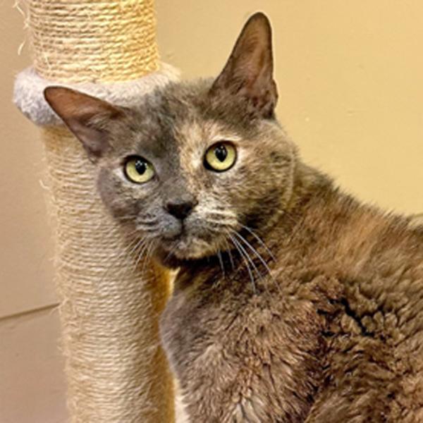 Enlarge Olive, a Adoptable mixed breed in Walnut Creek, CA image 2/5