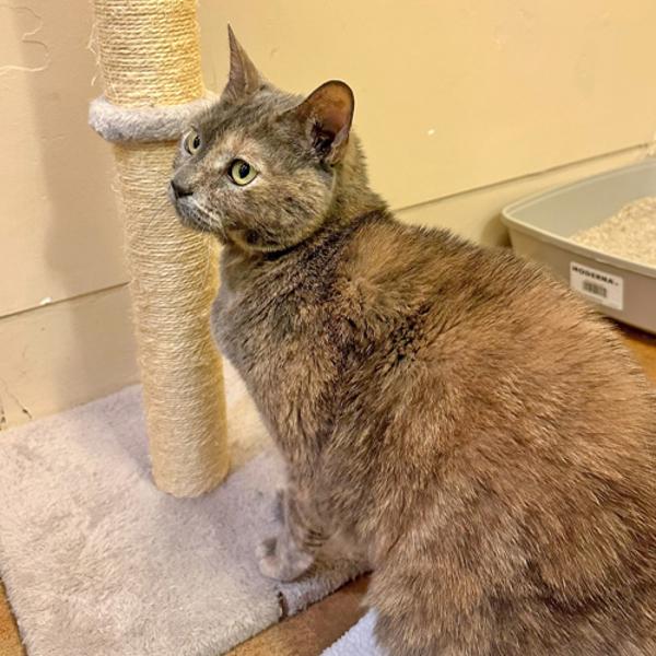 Enlarge Olive, a Adoptable mixed breed in Walnut Creek, CA image 3/5