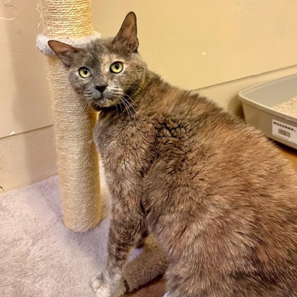 Enlarge Olive, a Adoptable mixed breed in Walnut Creek, CA image 4/5