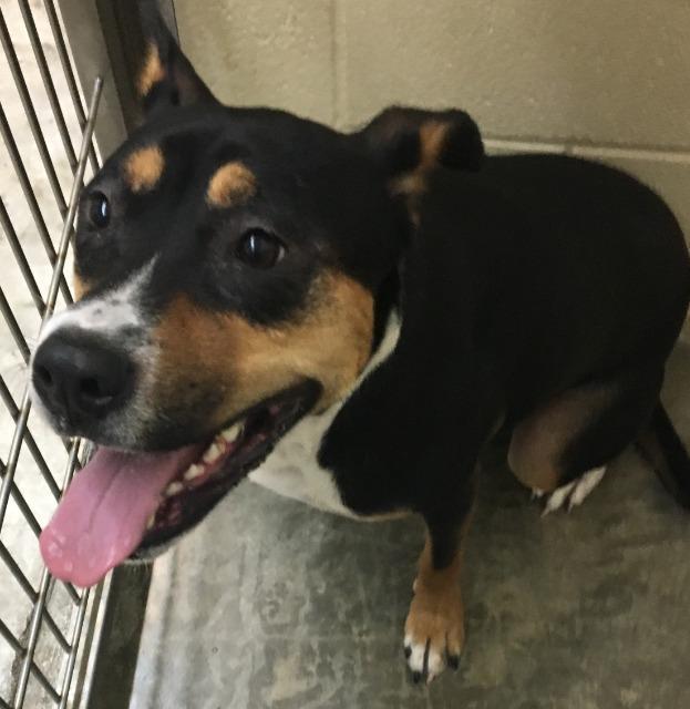 Daisy, Adoptable, Adult Female Pit Bull Terrier.