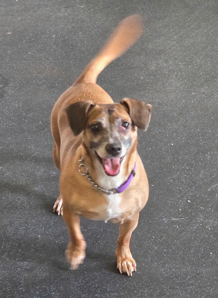 Enlarge Daisy, a Adoptable mixed breed in Crandon, WI image 1/1