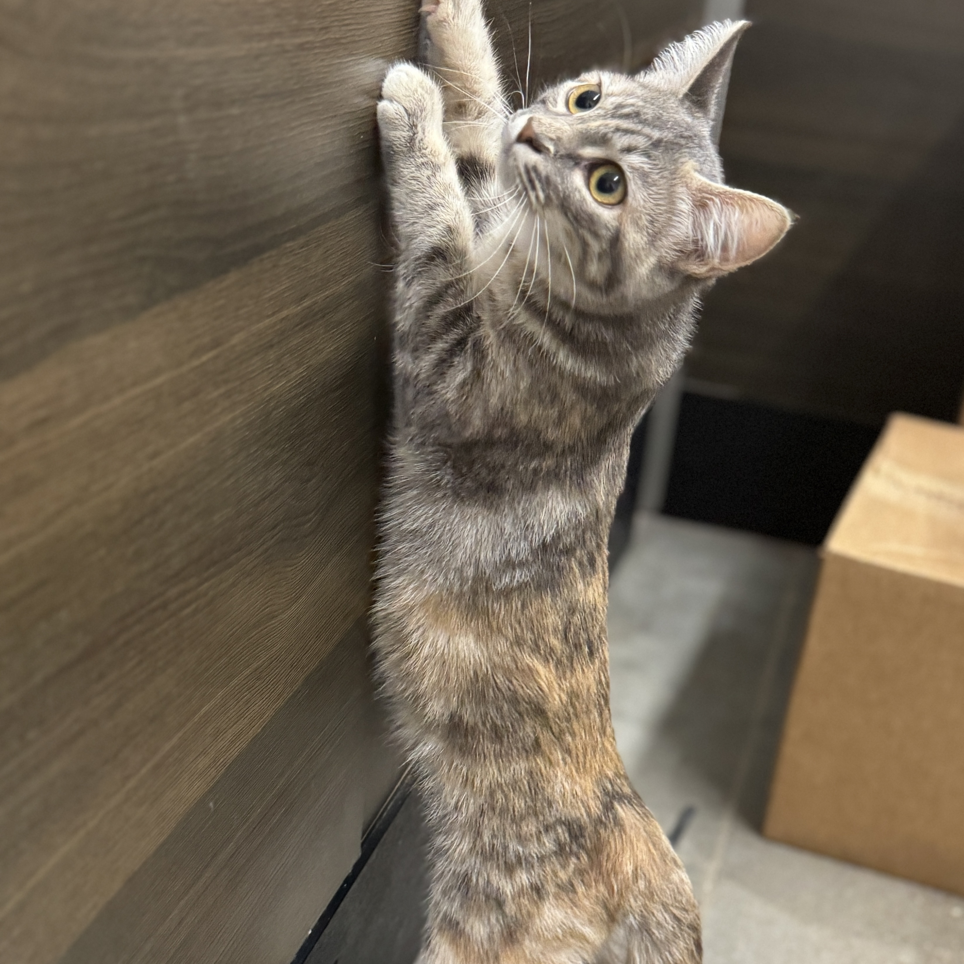 Monica (M&M sisters) 5