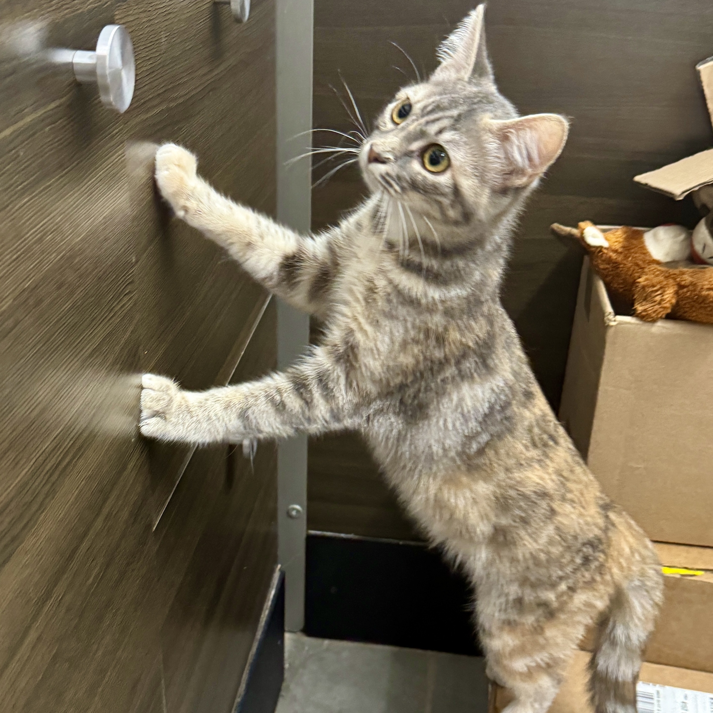 Monica (M&M sisters) 2