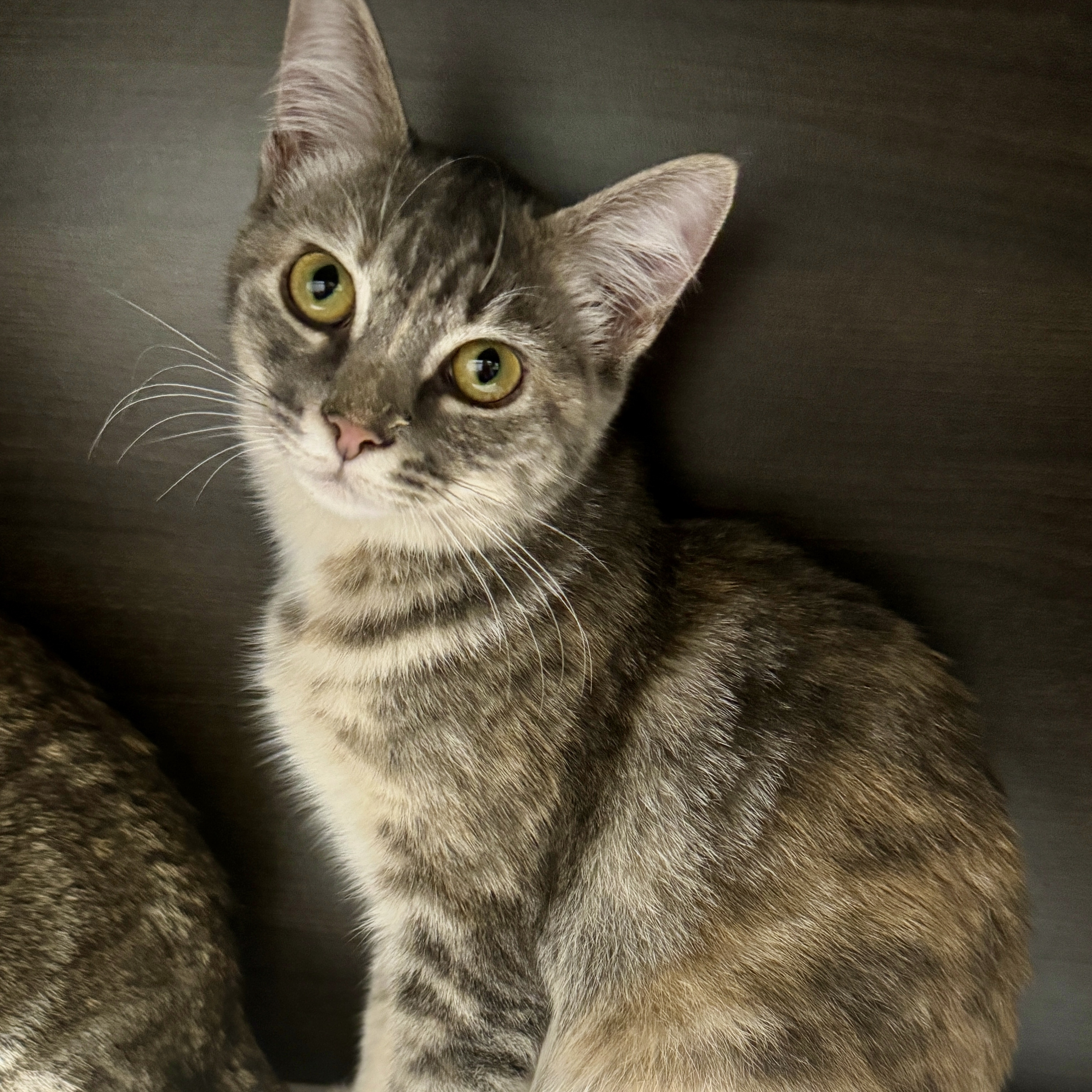 Monica (M&M sisters) 4