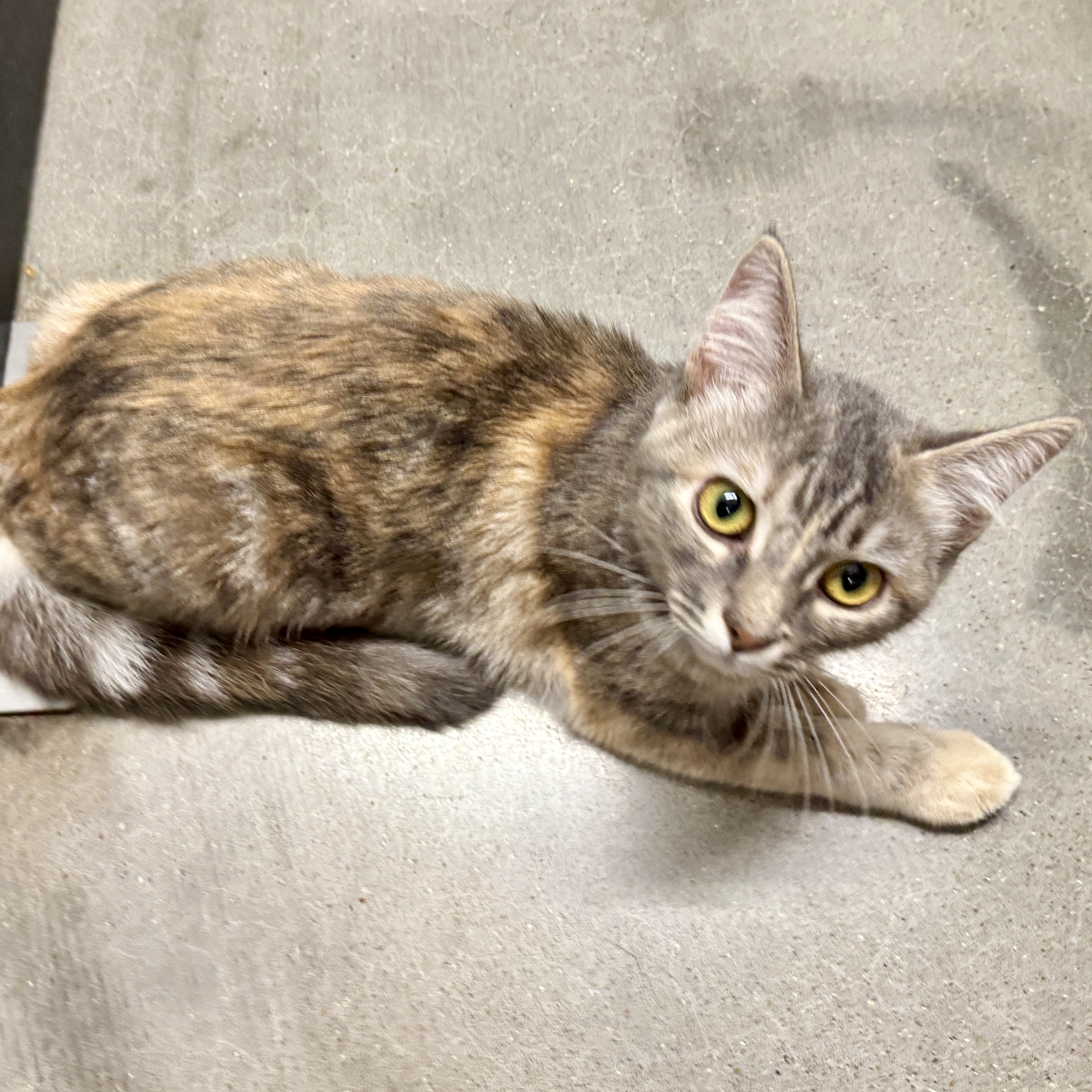 Monica (M&M sisters) 3