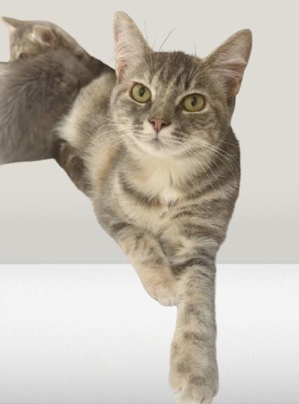 Monica (M&M sisters)