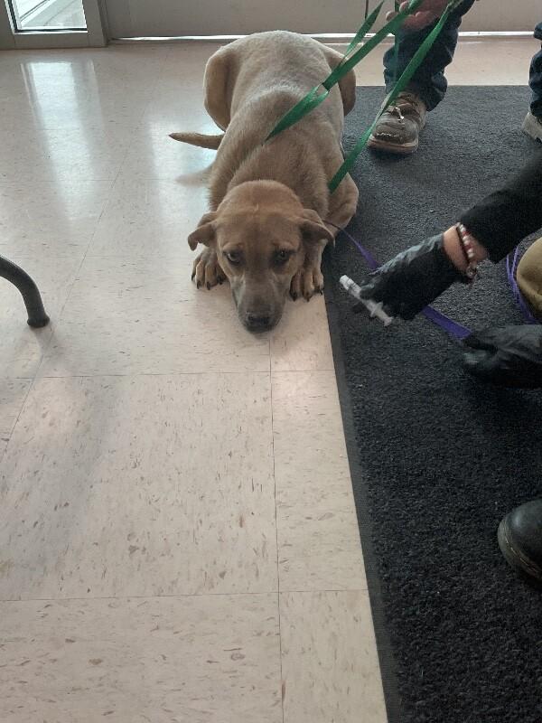 Enlarge Hanka jr, a Adoptable Mixed Breed in Hobbs, NM image 1/3