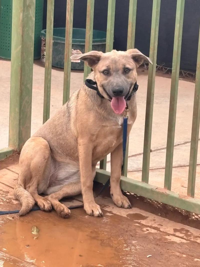 Enlarge Hanka jr, a Adoptable Mixed Breed in Hobbs, NM image 2/3