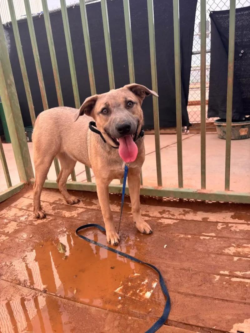 Enlarge Hanka jr, a Adoptable Mixed Breed in Hobbs, NM image 3/3