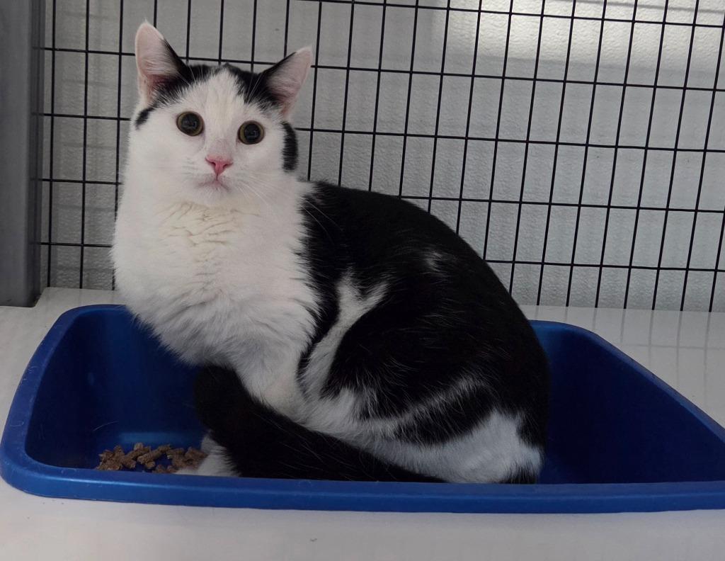 Sailor, Adoptable, Young Male Domestic Short Hair.