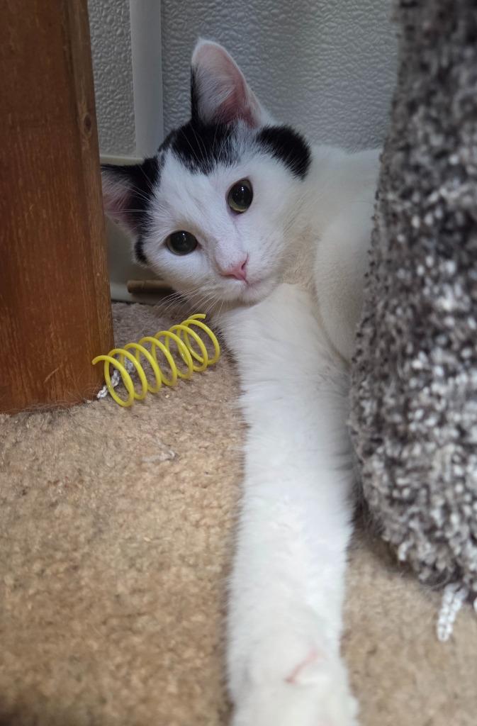 Sailor, Adoptable, Young Male Domestic Short Hair.