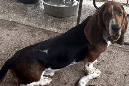 Enlarge LUKE - ADOPTION PENDING!, a Adoptable Basset Hound in Mays Landing, NJ image 2/3