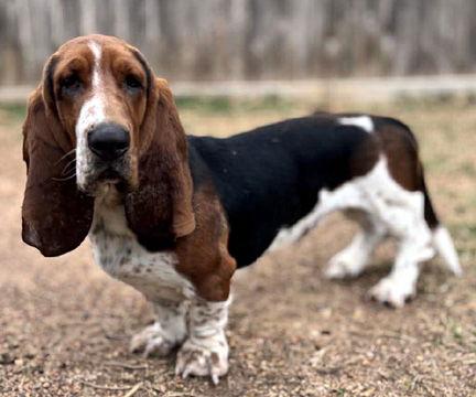 Enlarge LUKE - ADOPTION PENDING!, a Adoptable Basset Hound in Mays Landing, NJ image 3/3