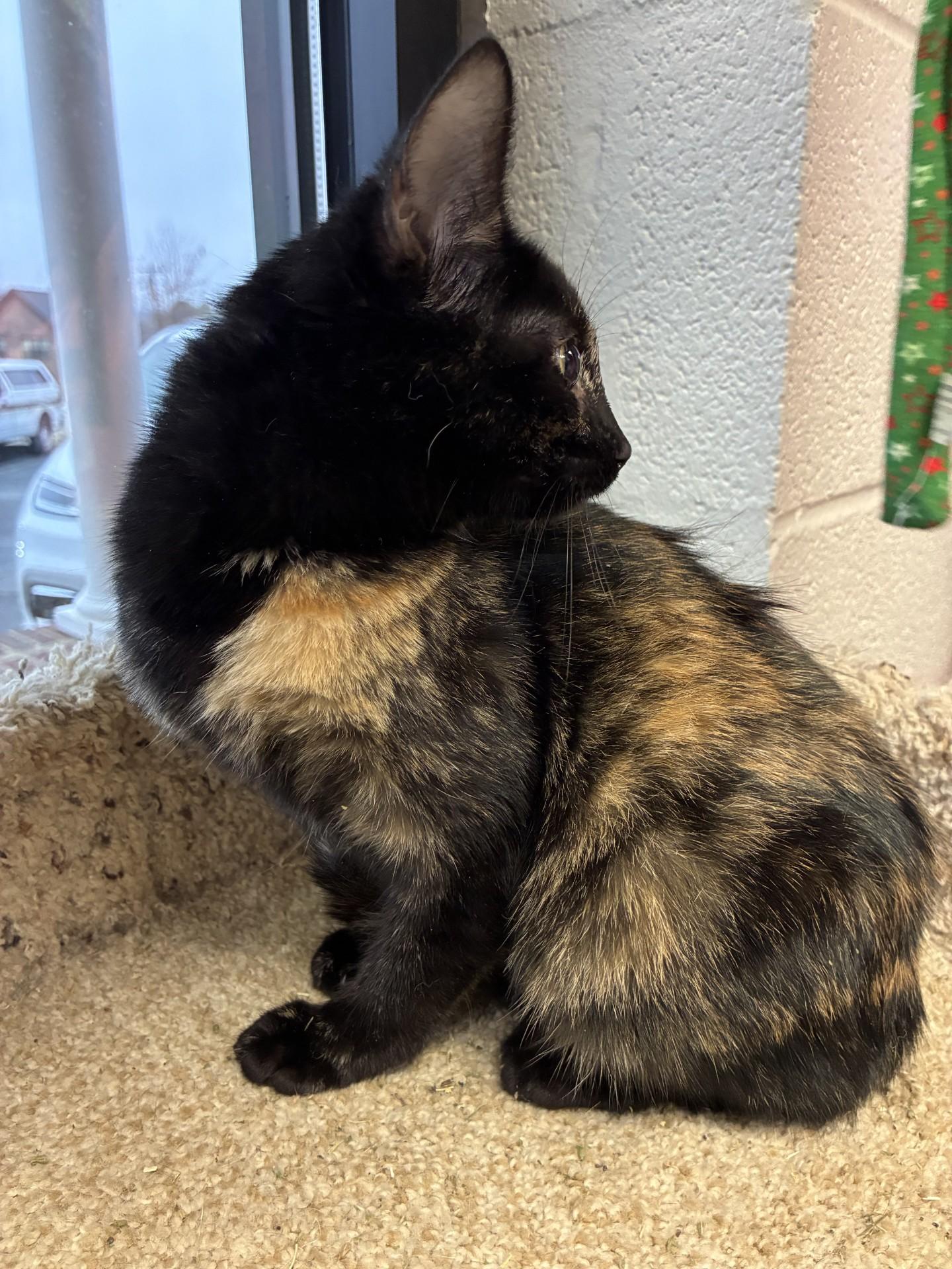 AL Crimson, ADOPTABLE, Young Female Domestic Short Hair.