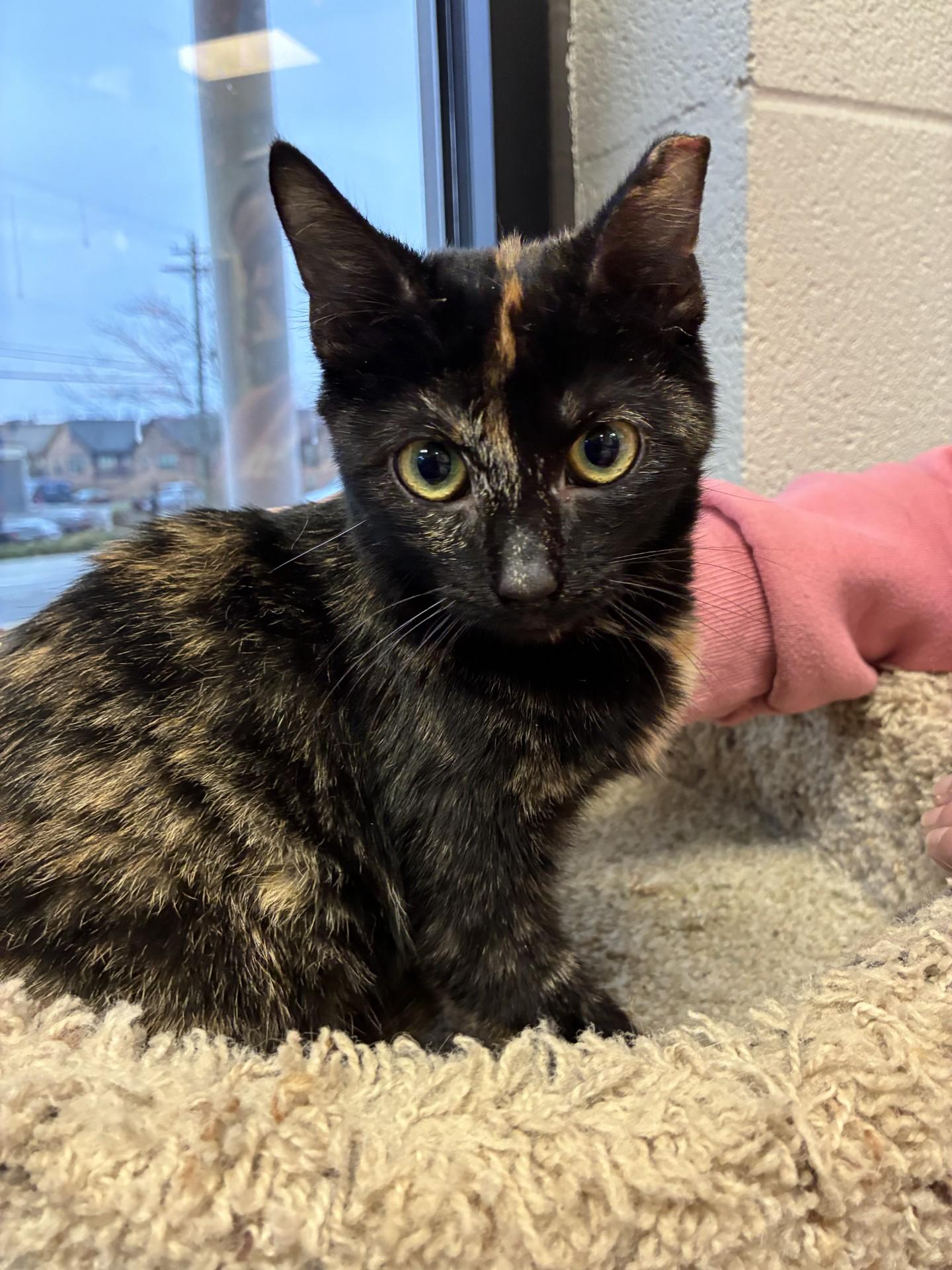 Enlarge AL Crimson, a ADOPTABLE mixed breed in Mount Juliet, TN image 2/3