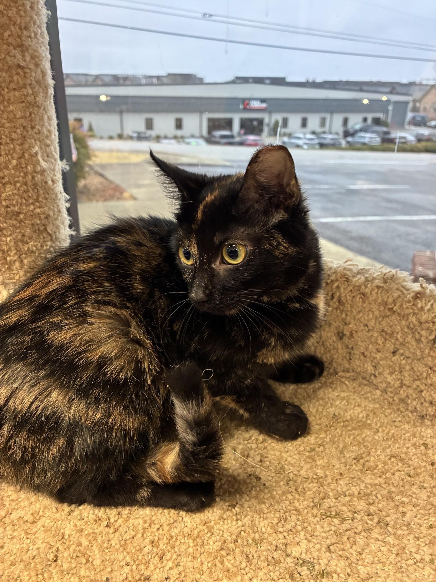 Enlarge AL Crimson, a ADOPTABLE mixed breed in Mount Juliet, TN image 3/3