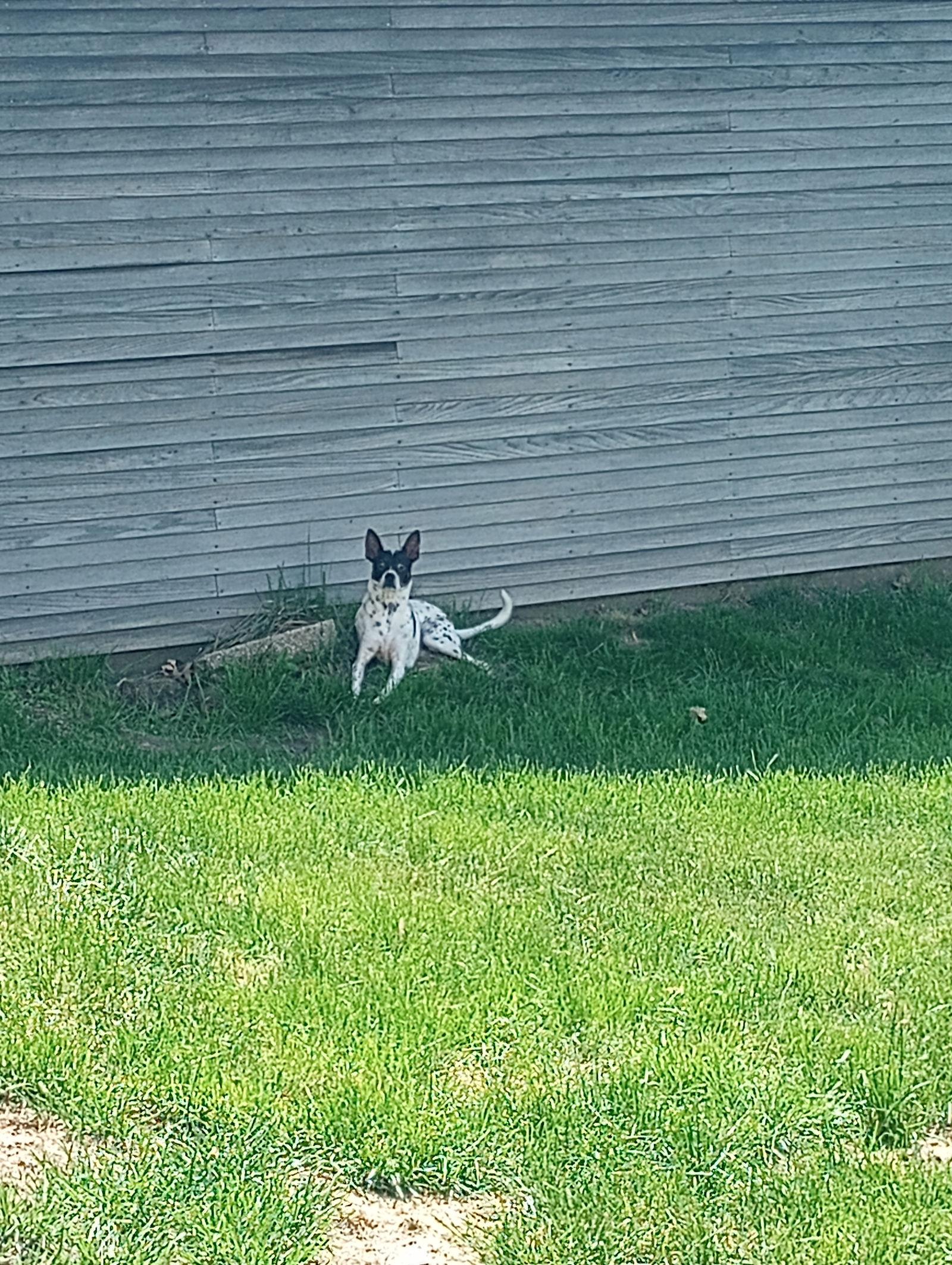 Kirby, a Adoptable Terrier in Cedar Rapids, IA image 1/6