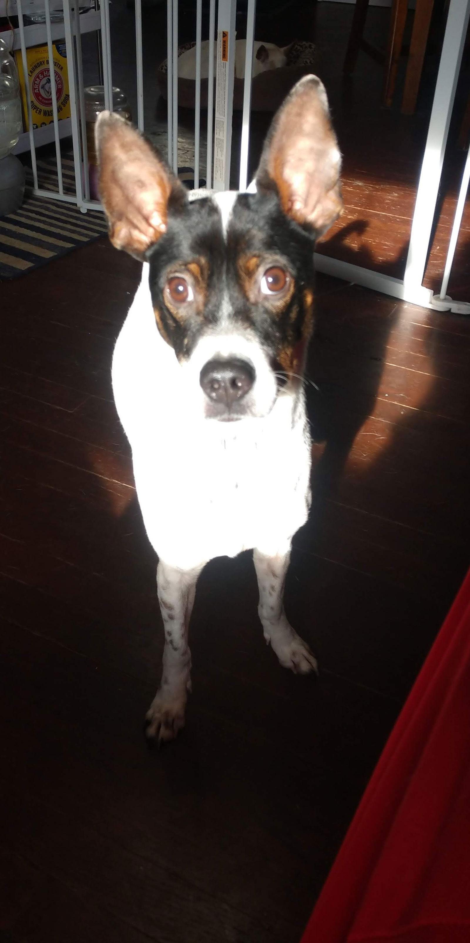 Kirby, a Adoptable Terrier in Cedar Rapids, IA image 2/6