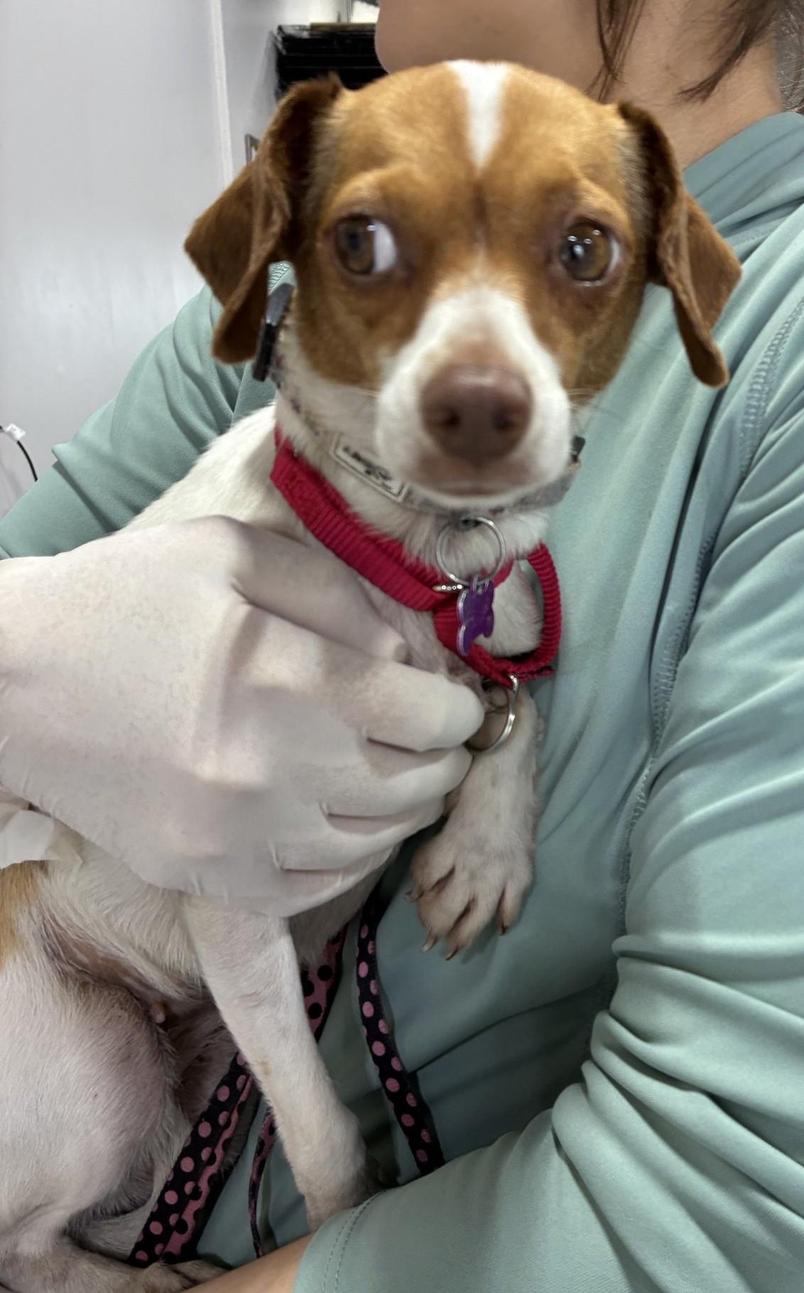 Susie, an adopted mixed breed in Bartlett, IL image 3/5