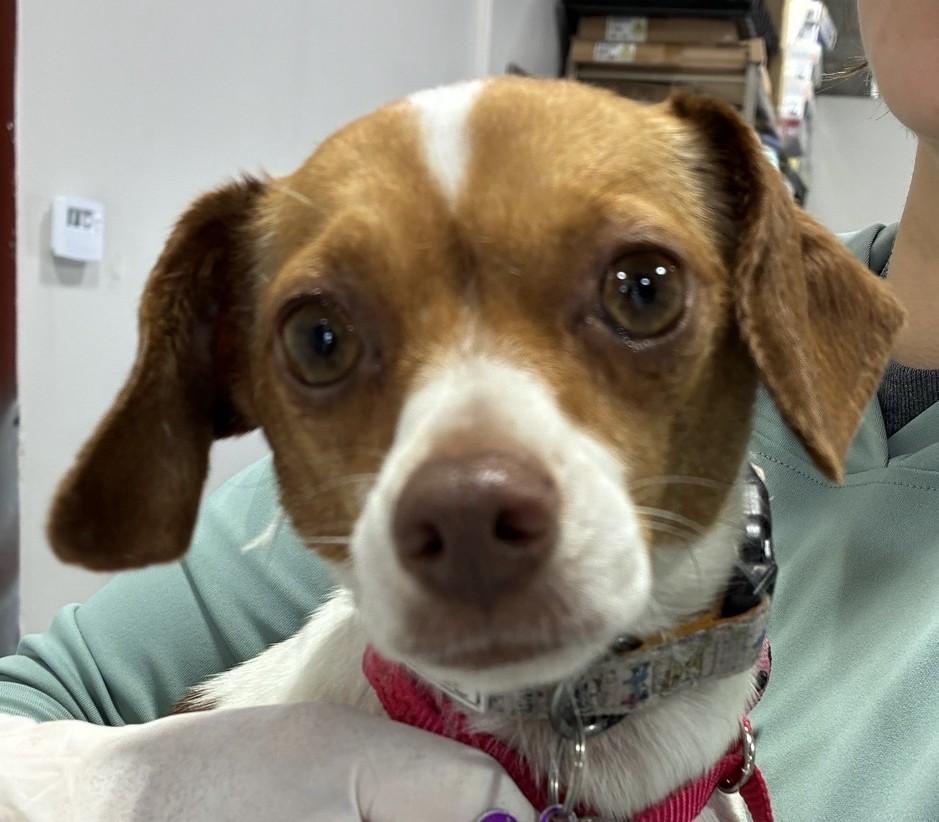 Susie, an adopted mixed breed in Bartlett, IL image 5/5