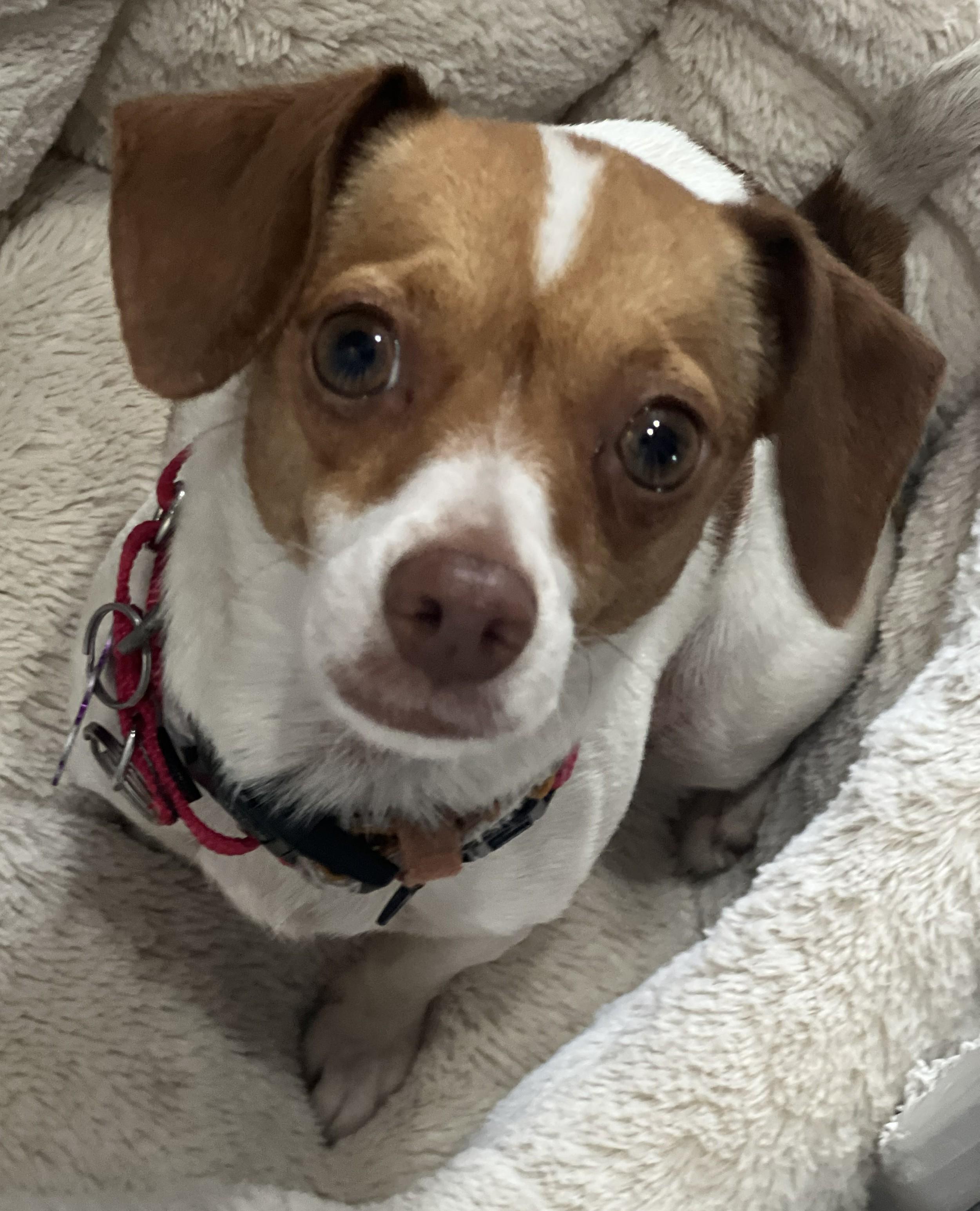 Susie, adopted, Young Female Chihuahua.