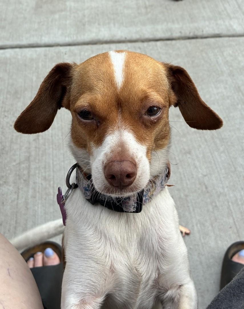 Susie, an adopted mixed breed in Bartlett, IL image 4/5