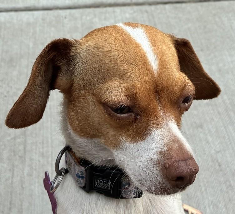 Susie, an adopted mixed breed in Bartlett, IL image 2/5