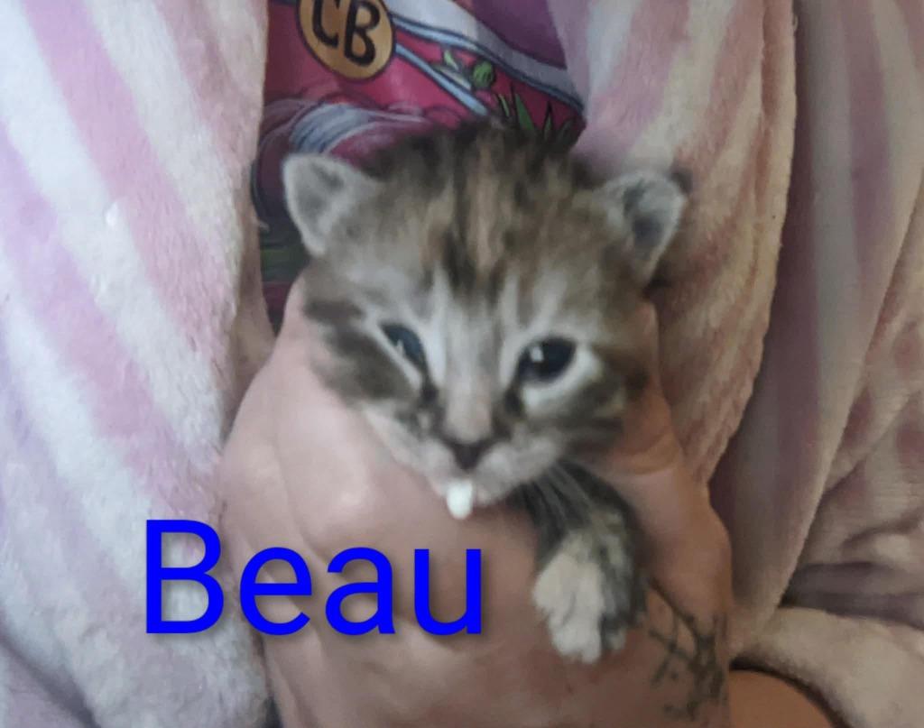 Beau, a Adoptable mixed breed in Ada, OK image 1/2