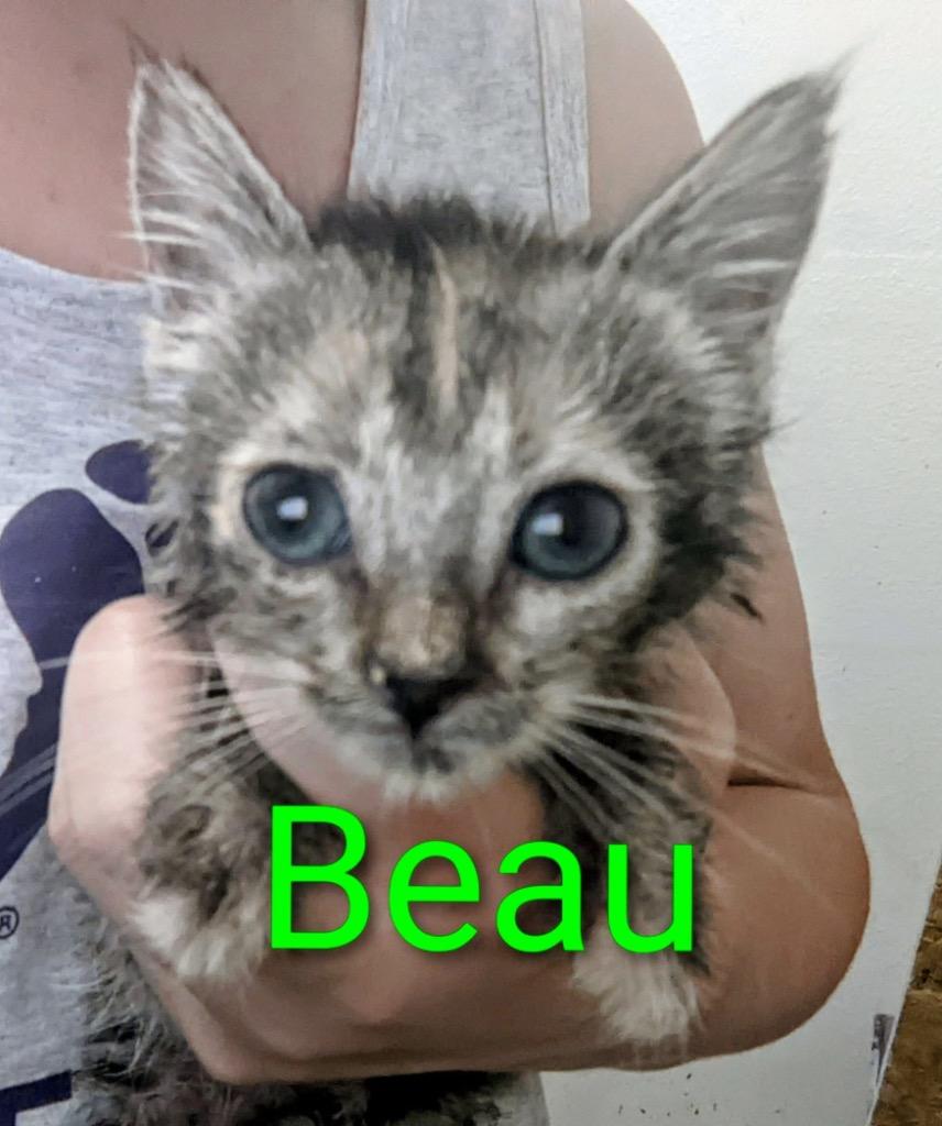 Beau, a Adoptable mixed breed in Ada, OK image 2/2