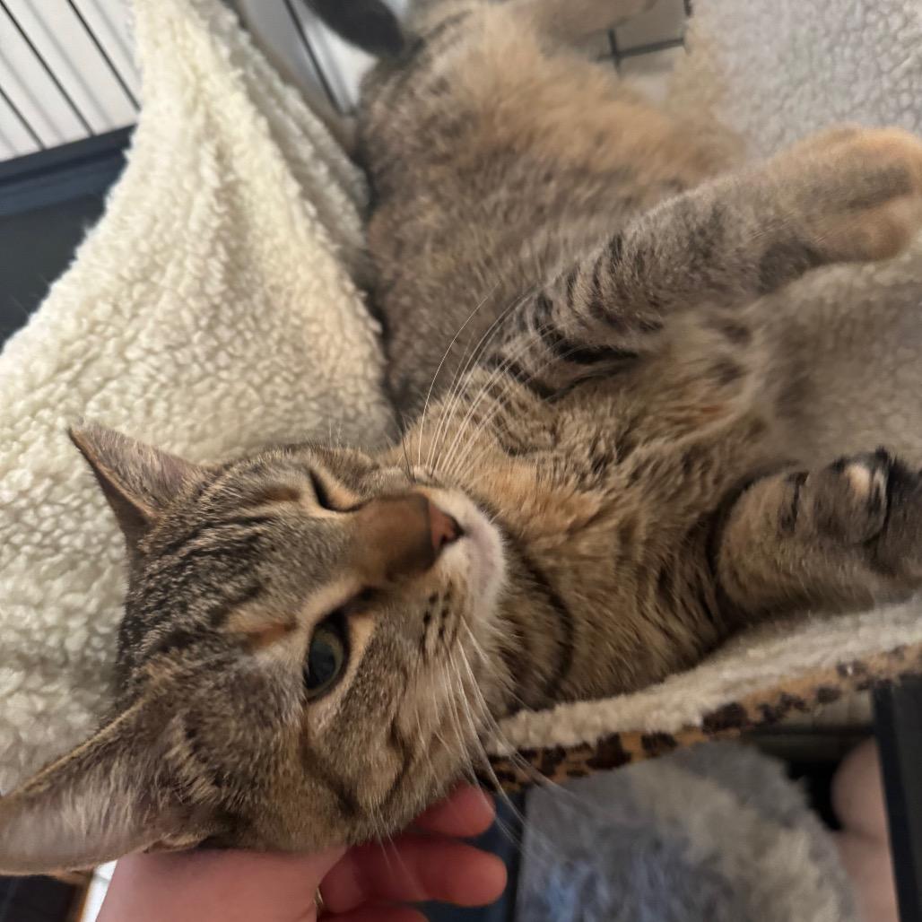 Treat, Adoptable, Young Female Domestic Short Hair.