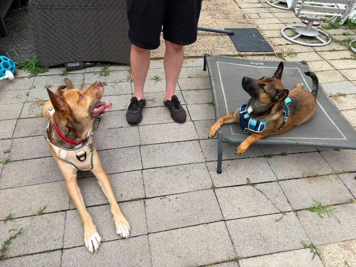 Enlarge Ozzy, a ADOPTABLE mixed breed in Oceanport, NJ image 6/6