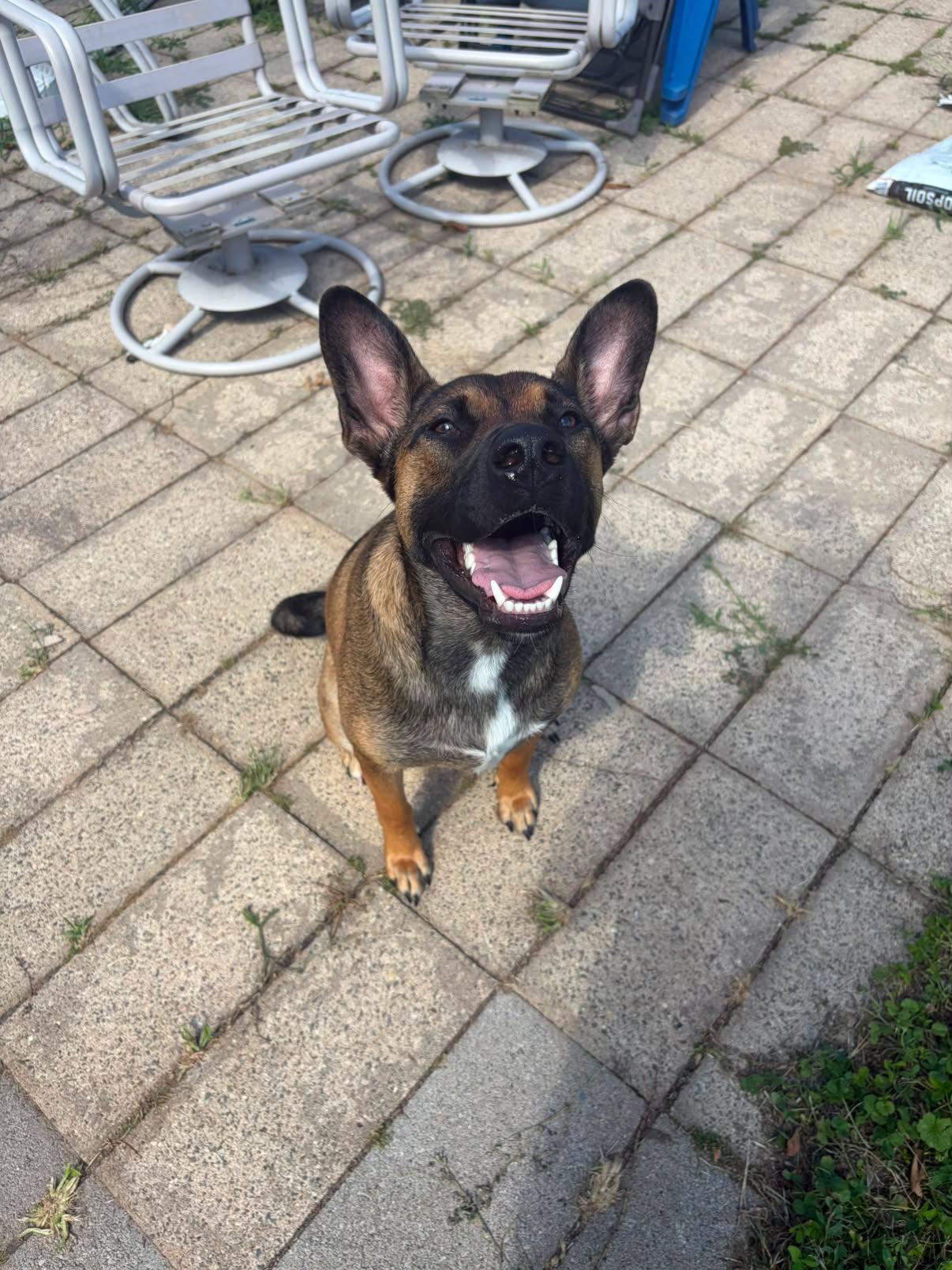 Enlarge Ozzy, a ADOPTABLE mixed breed in Oceanport, NJ image 4/6