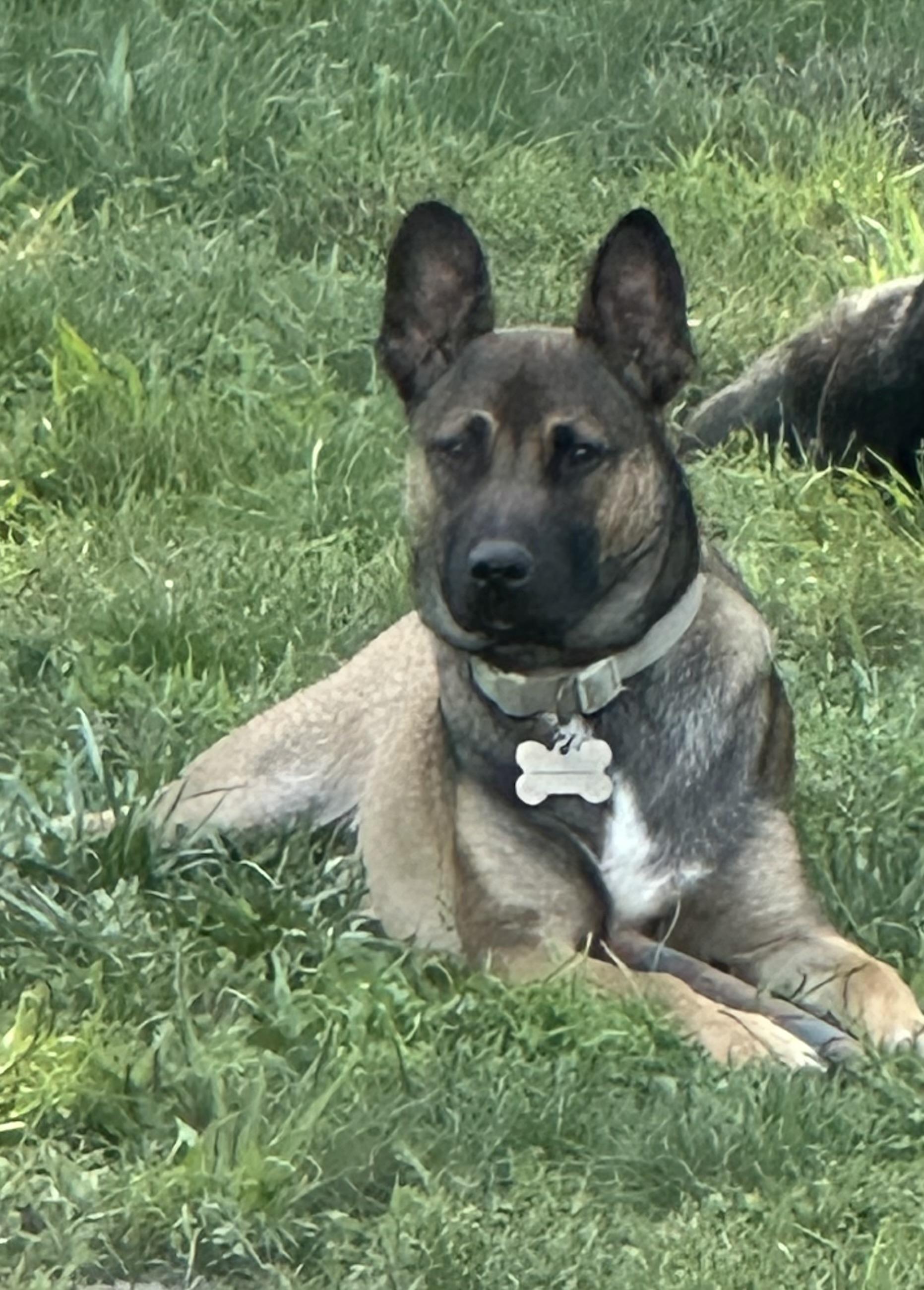 Enlarge Ozzy, a ADOPTABLE mixed breed in Oceanport, NJ image 2/6
